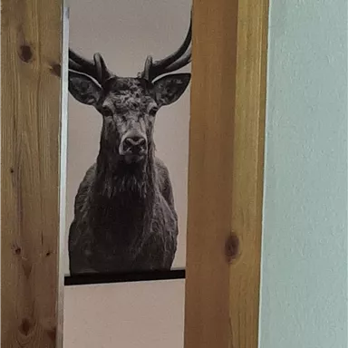 A deer with large antlers is looking through a door frame. The background is bright and neutral.