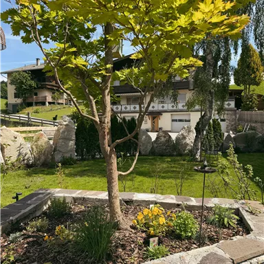 A small garden with a young tree and colorful flowers. In the background, a garden wall and a well-kept lawn can be seen.