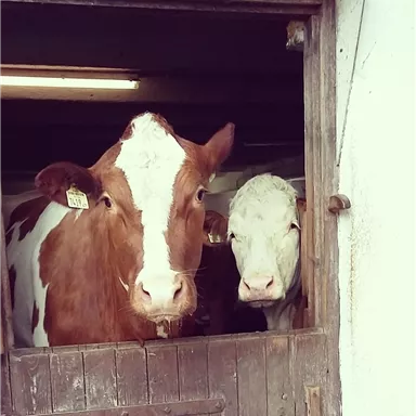 Two cows are curiously looking out of a barn. One cow has brown and white fur, the other is completely white.