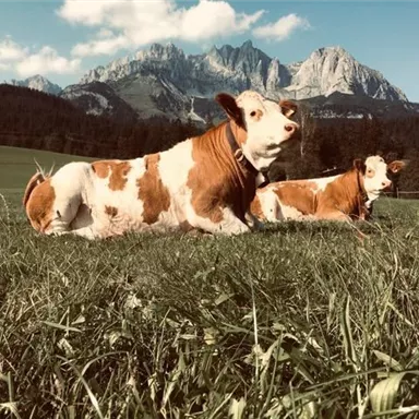 Two cows are lying on a green meadow with beautiful mountains in the background. The sky is clear and the landscape is idyllic.