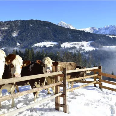 Eine Gruppe Kühe steht an einem Zaun in einer verschneiten Landschaft. Im Hintergrund sind Berge und ein klarer blauer Himmel sichtbar.