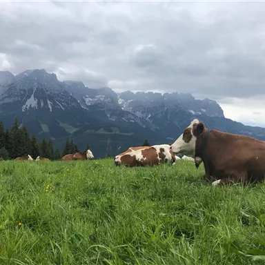 Eine Idylle mit Kühen auf einer grünen Wiese. Im Hintergrund erheben sich beeindruckende Berge unter einem bewölkten Himmel.