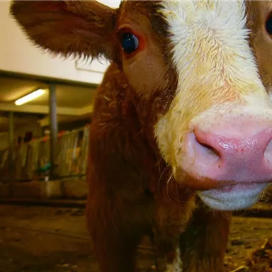 A curious calf in the barn. It has a healthy, brown coat and large, friendly eyes.
