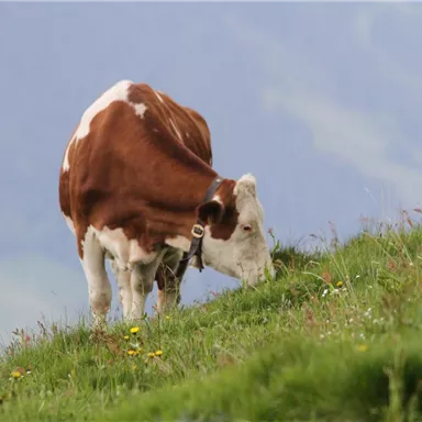 Eine Kuh grast auf einer grünen Wiese. Im Hintergrund sind sanfte Hügel und ein blauer Himmel zu sehen.