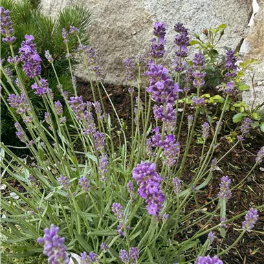 A lavender-colored flower bed filled with many lavender blooms stands in front of a stone wall. The plants are healthy and lush, surrounded by green foliage.