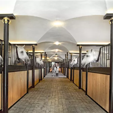A bright stable with white horses curiously looking out of their boxes. The floor is paved with stones and the walls are painted light.