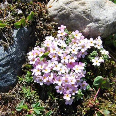 Eine Ansammlung von kleinen, zarten rosa Blüten wächst zwischen Steinen. Die Umgebung ist grün und natürlich.