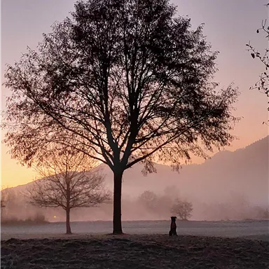 Ein ruhiger Morgenszene mit einem großen Baum im Vordergrund und sanften Hügeln im Hintergrund. Die Dämmerung färbt den Himmel in sanften Rosa- und Lilatönen.