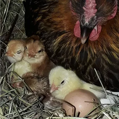 Eine Henne sitzt in einem Nest mit drei Küken und einem Ei. Die Küken sind gelb und braun und umgeben von Stroh.