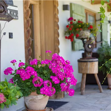 A cozy entrance area with colorful flowers in pots. The pink geraniums and green plants create an inviting atmosphere.