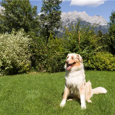 A cheerful dog is sitting on a green meadow. In the background, mountains and trees can be seen.