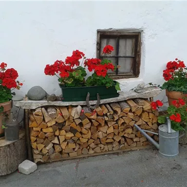 A rustic wooden table with a stack of wood underneath. Colorful geraniums in pots adorn the scene in front of a white wall.