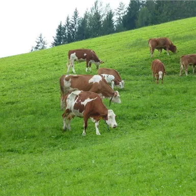 Eine Gruppe von Kühen grast auf einer grünen Wiese. Im Hintergrund sind Bäume und ein hügeliges Landschaftsbild sichtbar.