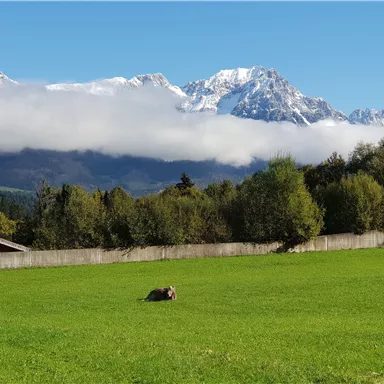 Eine grüne Wiese mit einem liegenden Tier im Vordergrund und schneebedeckten Bergen im Hintergrund. Der Himmel ist klar und es gibt einige Wolken.
