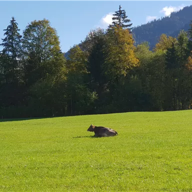 Eine Kuh liegt auf einer grünen Wiese. Im Hintergrund sind Bäume und ein blauer Himmel zu sehen.