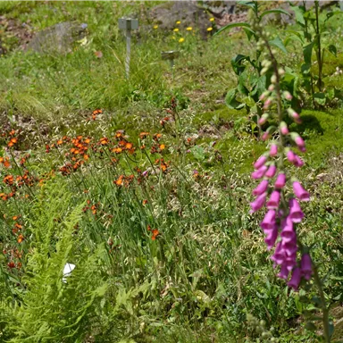 Ein bunter Garten mit leuchtend orangefarbenen und pinken Blumen. Grüne Pflanzen und Farne umrahmen die blühende Szene.