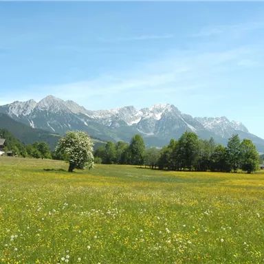 A spacious meadow with colorful flowers and green trees. Majestic mountains rise in the background under a blue sky.