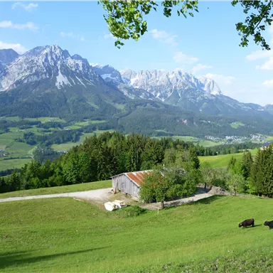 Eine malerische Landschaft mit grünen Wiesen und beeindruckenden Bergen im Hintergrund. Im Vordergrund stehen eine kleine Scheune und einige Kühe.