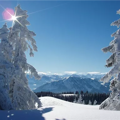 Eine verschneite Winterlandschaft mit frostigen Tannenbäumen. Die Berge in der Ferne sind klar sichtbar unter einem strahlend blauen Himmel.