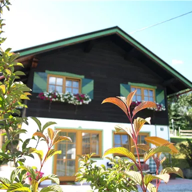 A traditional house with a wooden facade and colorful shutters. In the foreground, green plants and colorful leaves are visible.