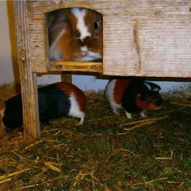 Three guinea pigs in a hutch. One guinea pig is curiously looking out of an opening while the others are eating on the ground.