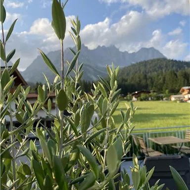 Eine grüne Pflanze im Vordergrund vor einer malerischen Berglandschaft. Im Hintergrund sind sanfte Hügel und ein klarer Himmel zu sehen.