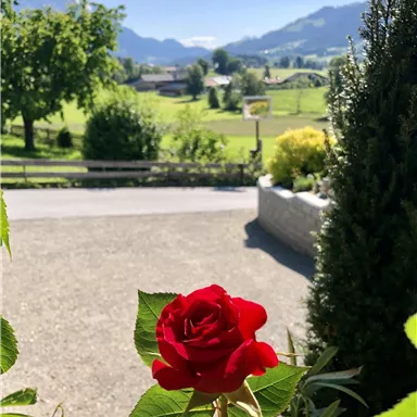 Eine rote Rose blüht im Vordergrund, während im Hintergrund eine grüne Landschaft mit Bergen zu sehen ist. Der Himmel ist klar und blau.
