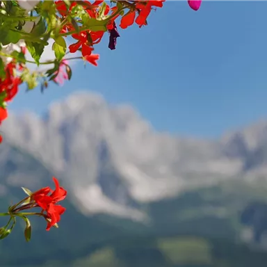 Colorful flowers in the foreground in front of a blurred mountain panorama. The scene exudes tranquility and a connection to nature.