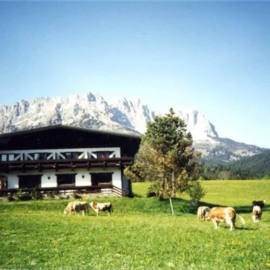 A picturesque alpine meadow with cows in a field and impressive mountains in the background. The sky is clear and the landscape is green and inviting.