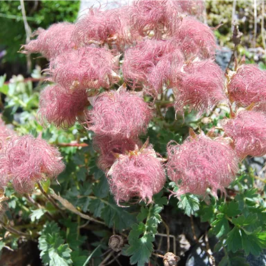 Eine Gruppe von rosa, flauschigen Blumen wächst zwischen Steinen. Das Licht scheint auf die Pflanzen und hebt ihre zarte Struktur hervor.