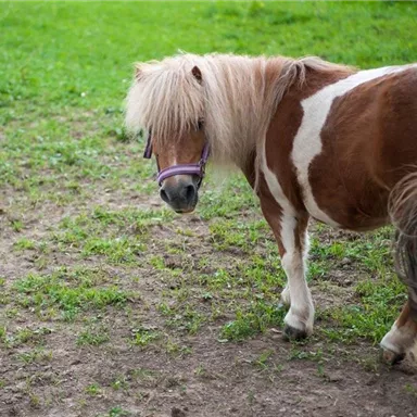 Ein kleines Pony mit braunem und weißem Fell steht auf einer grünen Wiese. Es schaut neugierig in die Kamera.