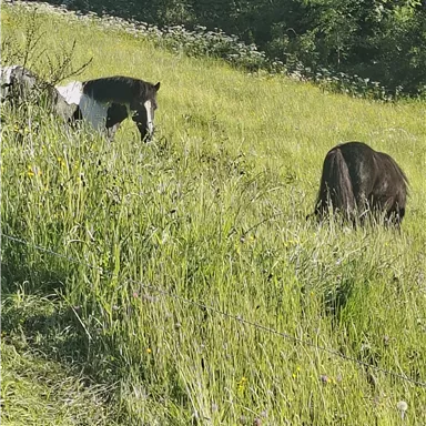 Zwei Pferde grasen auf einer grünen Wiese. Im Hintergrund sind Bäume und Blumen zu sehen.