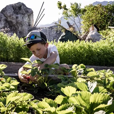 A boy is picking strawberries in a garden with many green plants. In the background, rocks and trees can be seen.