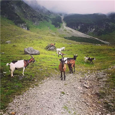 Eine Gruppe Ziegen steht auf einer grünen Wiese in den Bergen. Im Hintergrund sind Felsen und bewölkter Himmel zu sehen.