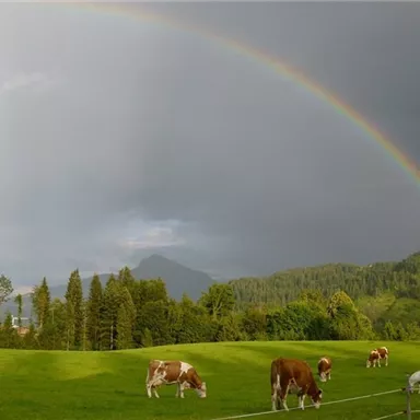 A green meadow with cows grazing under a rainbow. In the background, we see mountains and a wooded landscape.