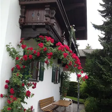 A charming house with a wooden balcony and colorful roses. In the foreground, there is a garden bench surrounded by green plants.