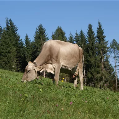 Eine Kuh steht auf einer grünen Wiese und grast. Im Hintergrund sind hohe Bäume vor einem blauen Himmel zu sehen.