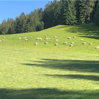 A green meadow with many sheep grazing under a clear blue sky. In the background, tall trees can be seen.