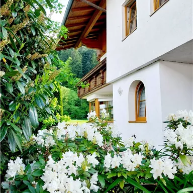 Ein weißes Haus umgeben von grünen Pflanzen und blühenden, weißen Rhododendren. Im Hintergrund sind Bäume und eine ruhige Landschaft sichtbar.