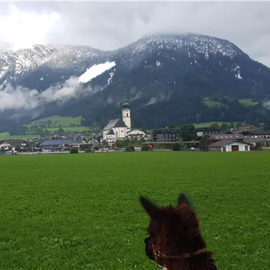 Ein weites, grünes Feld mit einer Stadt im Hintergrund und schneebedeckten Bergen. Im Vordergrund ist der Kopf eines Pferdes sichtbar.