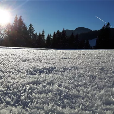 A snowy landscape with glittering snow and a radiant sunset. In the background, mountains and trees can be seen.