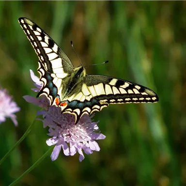 A beautiful butterfly sits on a purple flower. The background shows green grass.