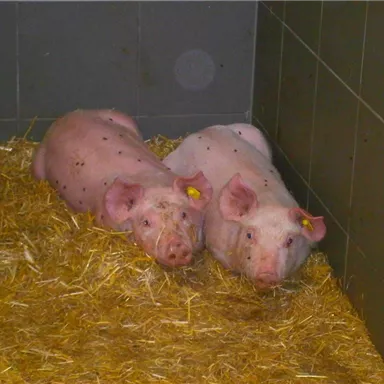 Two pigs are lying together on straw in a closed room. They seem relaxed and calm.