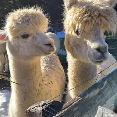 Zwei süße Alpakas stehen nebeneinander am Zaun. Sie haben weiches, helles Fell und blicken neugierig in die Kamera. Stehen am Gartenzaun und warten auf jemanden der sie füttert.