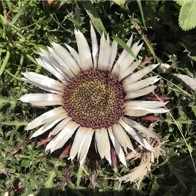A large flower with white petals and a brown center. It grows in green meadows.