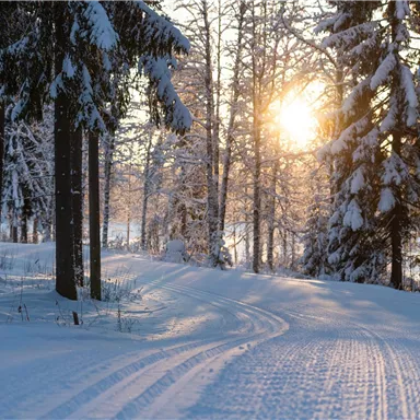 A winter forest with snow-covered trees and a sunny clearing. The tracks in the snow lead through the quiet, snowy landscape.