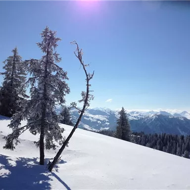 A snow-covered landscape with tall fir trees and a clear blue sky. In the foreground, there are signposts indicating the ski runs.