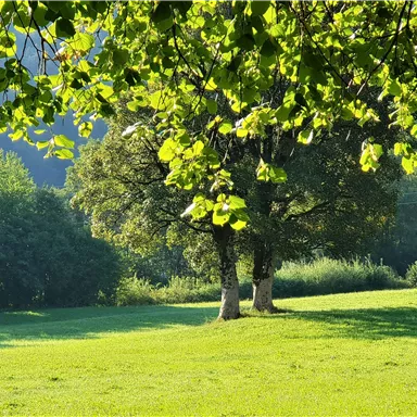 Ein ruhiger, grüner Wiesenbereich mit zwei Bäumen im Vordergrund. Das Sonnenlicht durchbricht die Blätter und schafft eine angenehme Atmosphäre.
