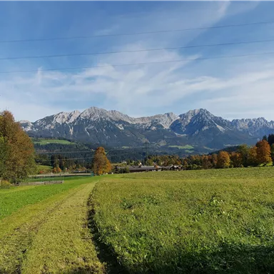 Ein schöner Feldweg führt durch eine grüne Wiese. Im Hintergrund sind beeindruckende Berge und ein blauer Himmel zu sehen.