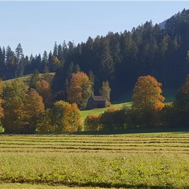Eine malerische Landschaft mit bunten Herbstbäumen und einer kleinen Hütte im Hintergrund. Im Vordergrund erstreckt sich eine grüne Wiese.